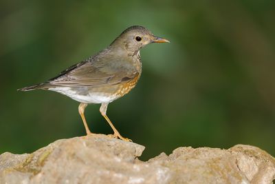 JAPANESE THRUSH - Turdus cardis - ZWARTKAPLIJSTER - MERLE DU JAPON