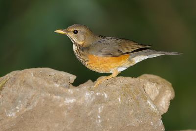 BLACK-BREASTED THRUSH - Turdus dissimilis - ZWARTBORSTLIJSTER - MERLE À POITRINE NOIRE