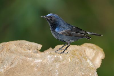 WHITE-TAILED ROBIN - Myiomela leucura - WITSTAARTCALLENE - MYIOMÈLE À QUEUE BLANCHE