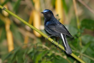 WHITE-TAILED ROBIN - Myiomela leucura - WITSTAARTCALLENE - MYIOMÈLE À QUEUE BLANCHE