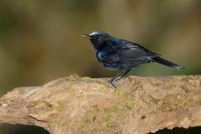 WHITE-TAILED ROBIN - Myiomela leucura - WITSTAARTCALLENE - MYIOMÈLE À QUEUE BLANCHE