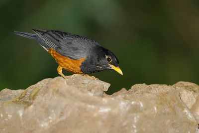 BLACK-BREASTED THRUSH - Turdus dissimilis - ZWARTBORSTLIJSTER - MERLE À POITRINE NOIRE