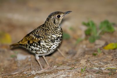 WHITE'S THRUSH - Zoothera aurea - GOUDLIJSTER - GRIVE D'ORÉE