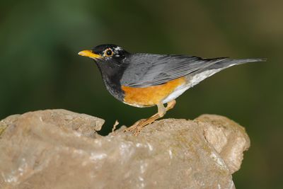 BLACK-BREASTED THRUSH - Turdus dissimilis - ZWARTBORSTLIJSTER - MERLE À POITRINE NOIRE