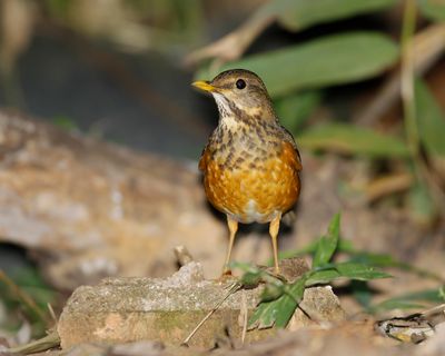 BLACK-BREASTED THRUSH - Turdus dissimilis - ZWARTBORSTLIJSTER - MERLE À POITRINE NOIRE