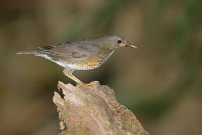 JAPANESE THRUSH - Turdus cardis - ZWARTKAPLIJSTER - MERLE DU JAPON