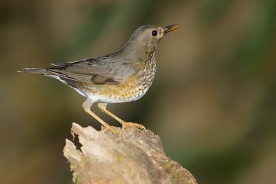 JAPANESE THRUSH - Turdus cardis - ZWARTKAPLIJSTER - MERLE DU JAPON