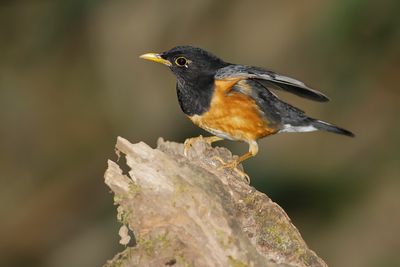 BLACK-BREASTED THRUSH - Turdus dissimilis - ZWARTBORSTLIJSTER - MERLE À POITRINE NOIRE