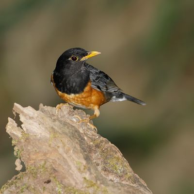 BLACK-BREASTED THRUSH - Turdus dissimilis - ZWARTBORSTLIJSTER - MERLE À POITRINE NOIRE