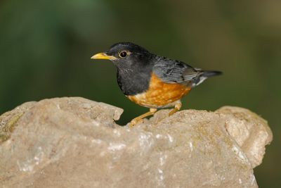 BLACK-BREASTED THRUSH - Turdus dissimilis - ZWARTBORSTLIJSTER - MERLE À POITRINE NOIRE
