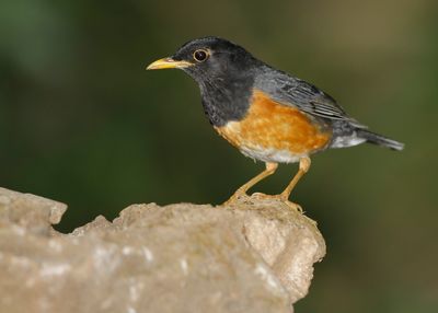 BLACK-BREASTED THRUSH - Turdus dissimilis - ZWARTBORSTLIJSTER - MERLE À POITRINE NOIRE
