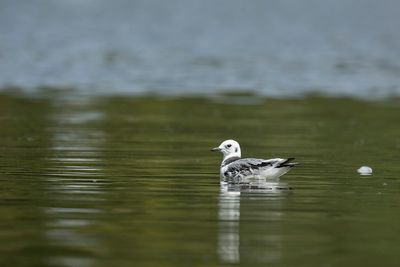 DRIETEENMEEUW - Rissa tridactyla - BLACK-LEGGED KITTIWAKE - MOUETTE TRIDACTYLE