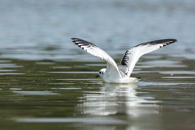 DRIETEENMEEUW - Rissa tridactyla - BLACK-LEGGED KITTIWAKE - MOUETTE TRIDACTYLE