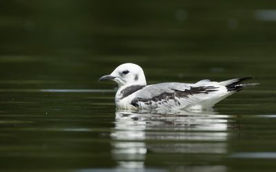 DRIETEENMEEUW - Rissa tridactyla - BLACK-LEGGED KITTIWAKE - MOUETTE TRIDACTYLE
