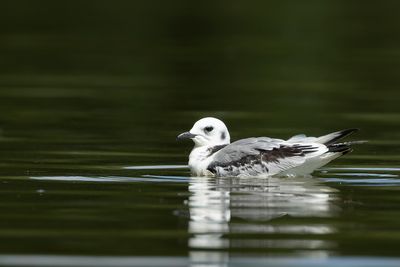 DRIETEENMEEUW - Rissa tridactyla - BLACK-LEGGED KITTIWAKE - MOUETTE TRIDACTYLE