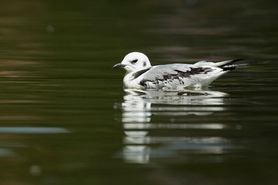 DRIETEENMEEUW - Rissa tridactyla - BLACK-LEGGED KITTIWAKE - MOUETTE TRIDACTYLE