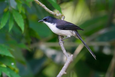BLACK-BACKED SIBIA - Heterophasia melanoleuca - EKSTERSIBIA - GARRULAXE À TÊTE NOIRE