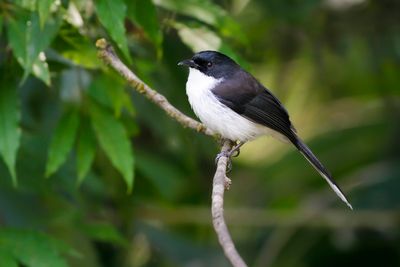 BLACK-BACKED SIBIA - Heterophasia melanoleuca - EKSTERSIBIA - GARRULAXE À TÊTE NOIRE