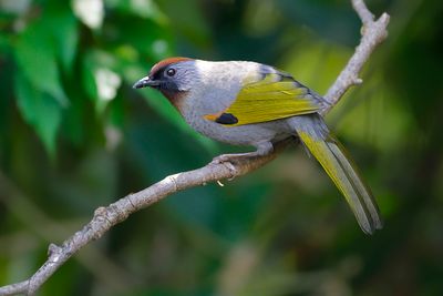 SILVER-EARED LAUGHINGTHRUSH - Trochalopteron melanostigma - ZILVEROORLIJSTERGAAI - GARRULAXE DE BLYTH