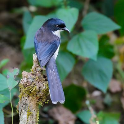 BLACK-BACKED SIBIA - Heterophasia melanoleuca - EKSTERSIBIA - GARRULAXE À TÊTE NOIRE