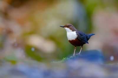WHITE-THROATED DIPPER - Cinclus cinclus - WATERSPREEUW - CINCLE PLONGEUR