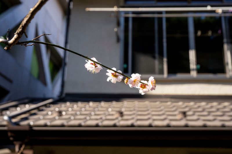 Backyard plum says: Yep. Seems to be spring.