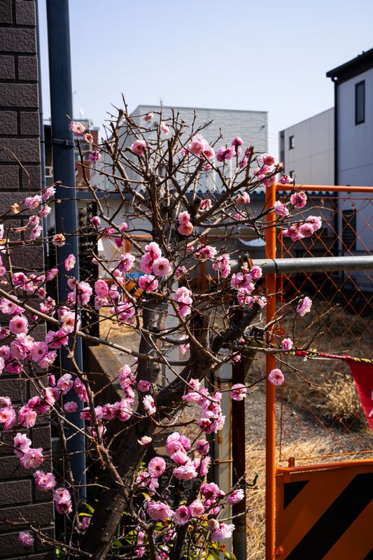 Plum (or is it an early cherry???)