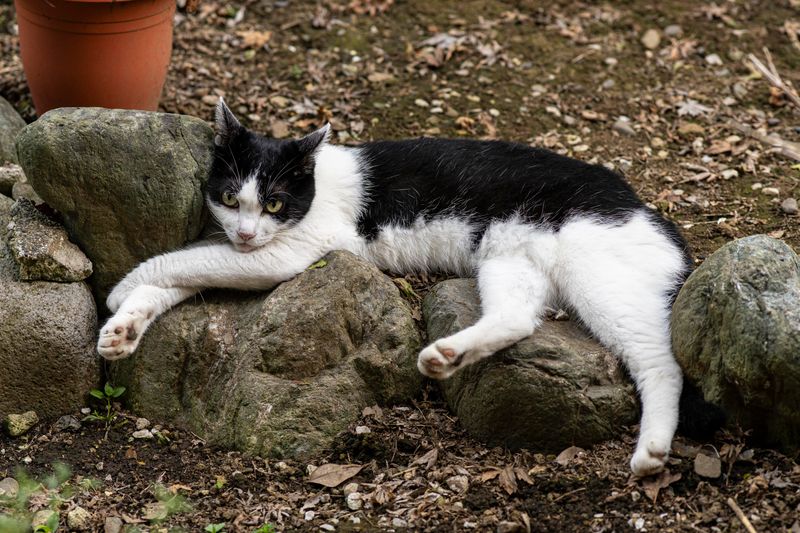 Pipa: This garden has been requisitioned