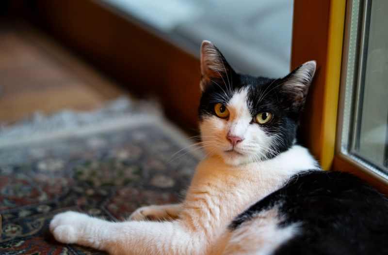 The neighbors cat relaxing after treats