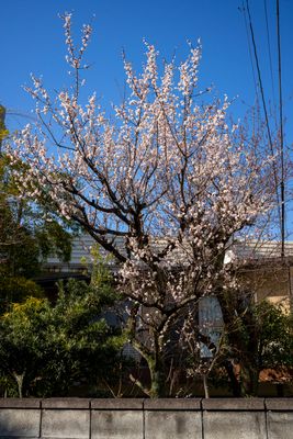 Neighbor's plum: Yep, spring it is!