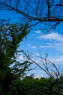 Yotsu from Moat Embankment - 2