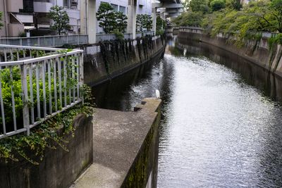 Kanda River Bird