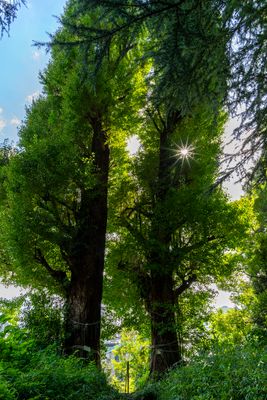 Shrine entrance trees