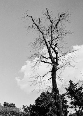 Tree.jpg