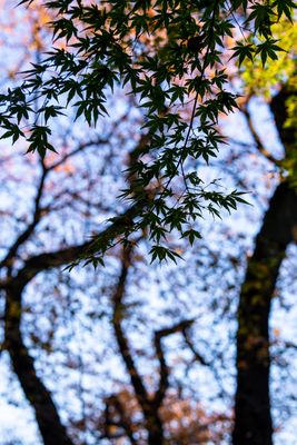 Shinjuku Gyouen Park - 01