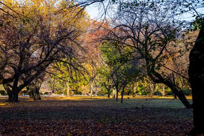 Shinjuku Gyouen Park - 02