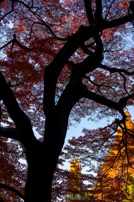 Shinjuku Gyouen Park - 07
