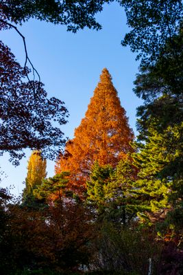 Shinjuku Gyouen Park - 08