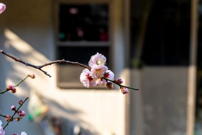 Our flowering plum's out!!!