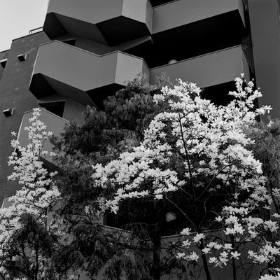 Urban magnolia