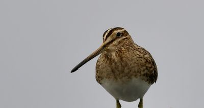 Hrossagaukur