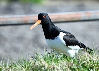 birds__fuglar