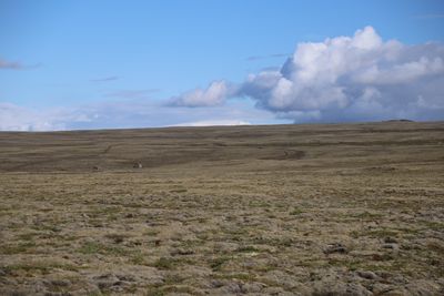 Lyngdalsheii.