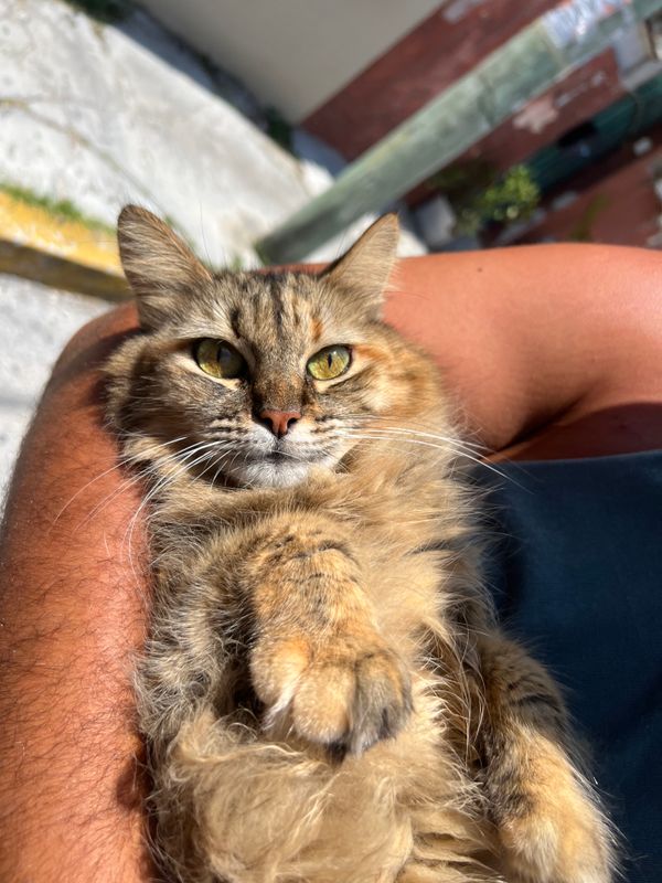 Agatha