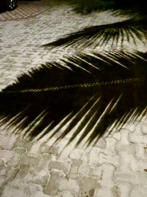 palm shadows