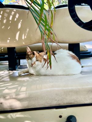 golf cart cat