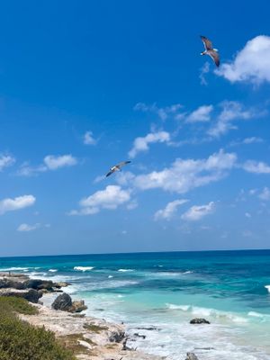 Frigatebirds