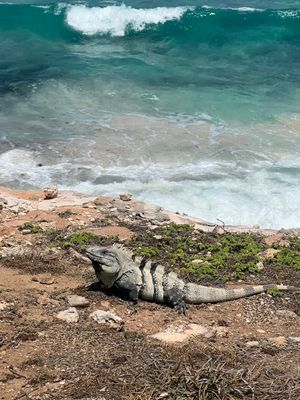 Iguana