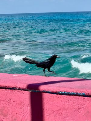 bird on Malecon