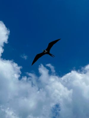 Frigatebird